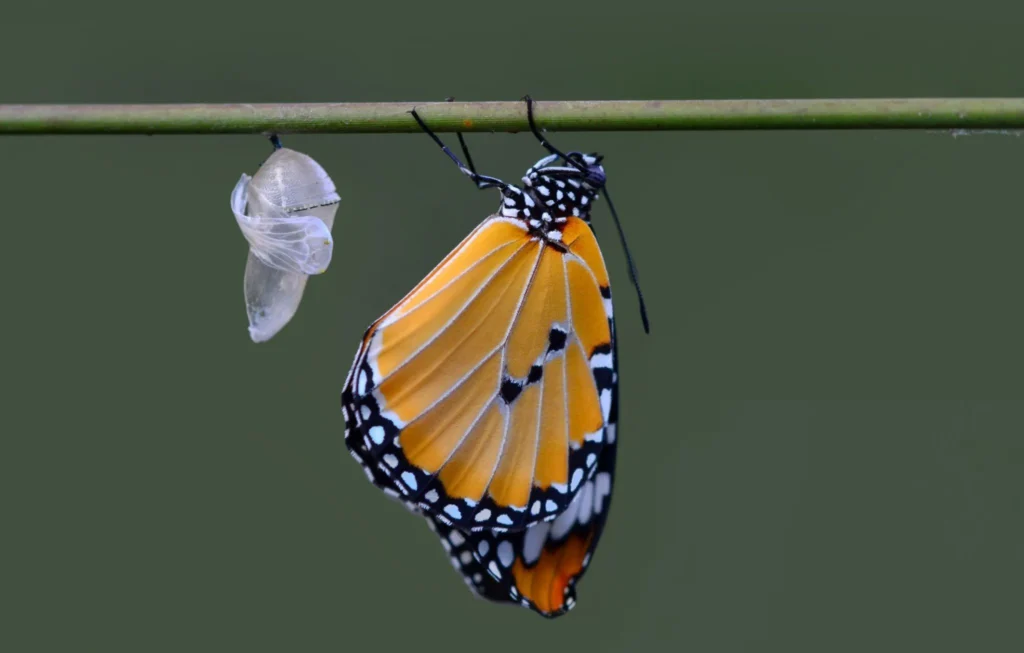 Fjäril kläcks från sin puppa på gren.